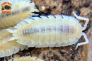 "Yellow Snow" Unique Clean Up Crew Isopods (Porcellio scaber) 10 Count
