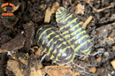 "Yellow Zebra" RARE Zebra Coloring Isopods (Armadillidium maculatum) 10 Count