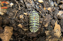 "Yellow Zebra" RARE Zebra Coloring Isopods (Armadillidium maculatum) 10 Count