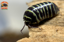 "Yellow Zebra" RARE Zebra Coloring Isopods (Armadillidium maculatum) 10 Count