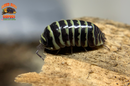 "Yellow Zebra" RARE Zebra Coloring Isopods (Armadillidium maculatum) 10 Count
