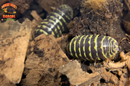 "Yellow Zebra" RARE Zebra Coloring Isopods (Armadillidium maculatum) 10 Count