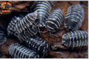 "Zebra" Fan Favorite Isopods (Armadillidium maculatum) 10-25 Count