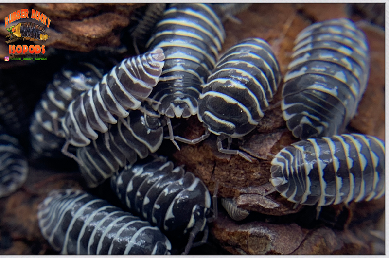 "Zebra" Fan Favorite Isopods (Armadillidium maculatum) 10-50 Count